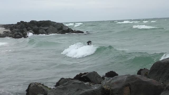 Dog - 22558
