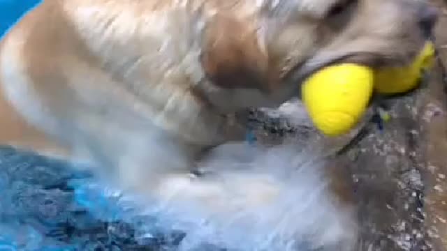 The puppy only knows that if you wake it up, it will get up with you