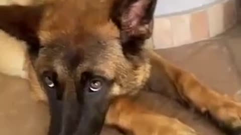 Funny Dog Video - Jalebi song -Malinois dog