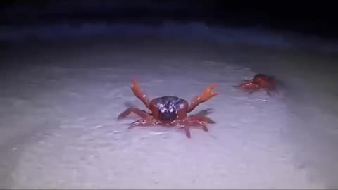 Real Life Crab Rave