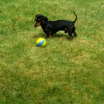 Peanut Practicing Soccer