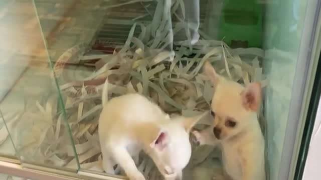 AWW Animals Soo Cute! Cute baby animals Videos Compilation cute moment