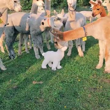 alpaca farm funny