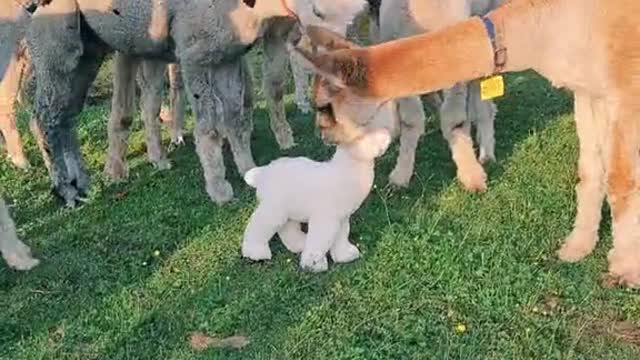 alpaca farm funny
