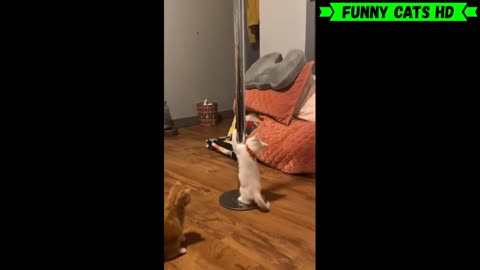 Angry cat : funny cat's videos