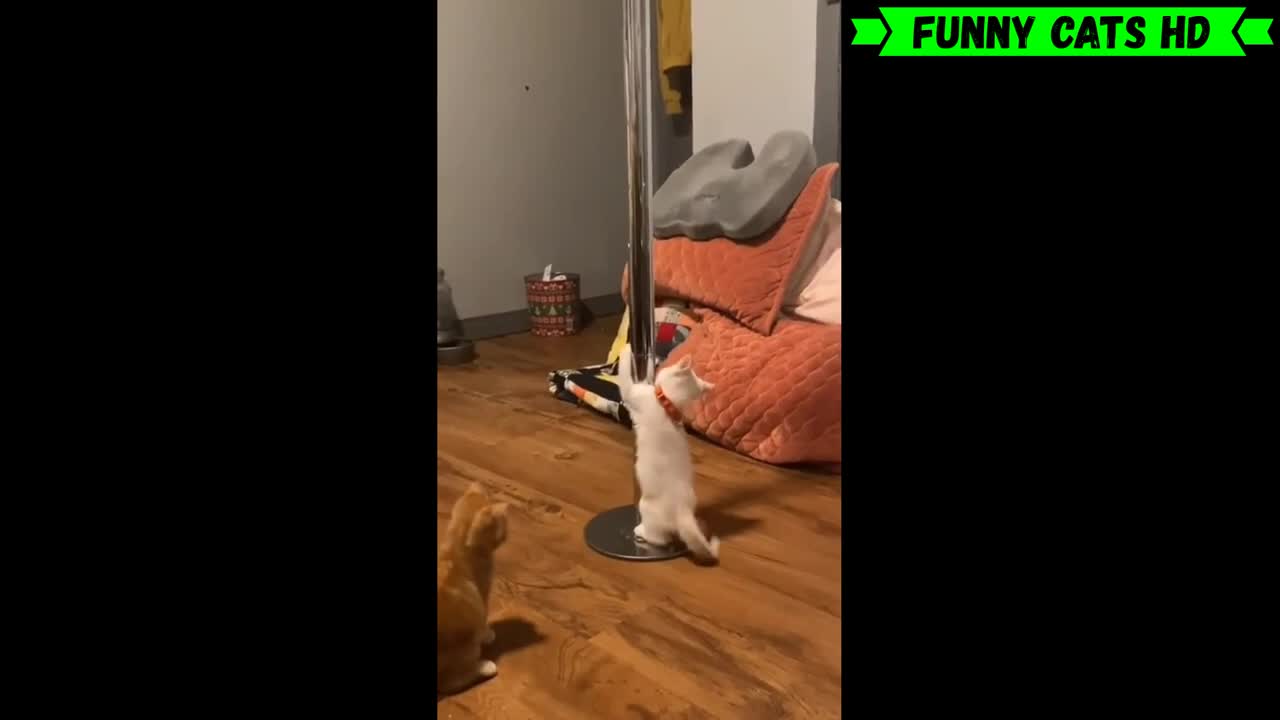 Angry cat : funny cat's videos
