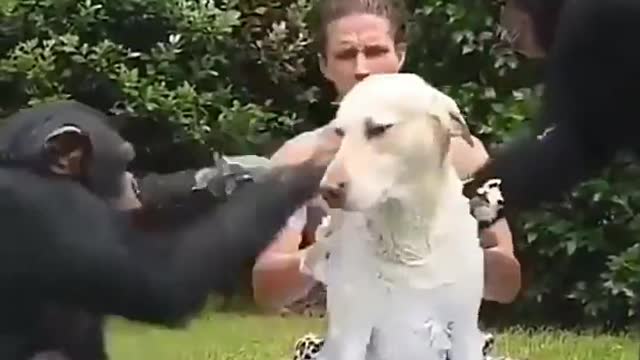 Monkeys wash the dog