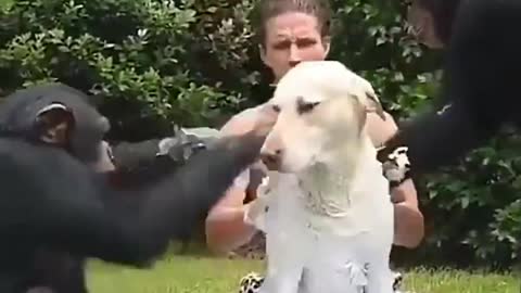 Monkeys wash the dog