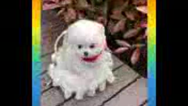 cut and funny baby dog vedeo