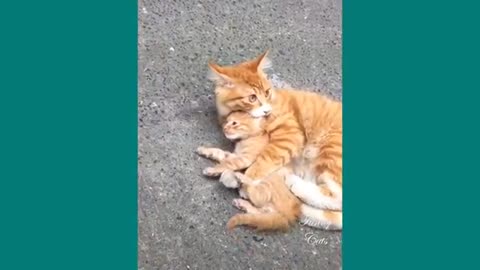 Funny Cats ✪ Mother cats protecting their Baby