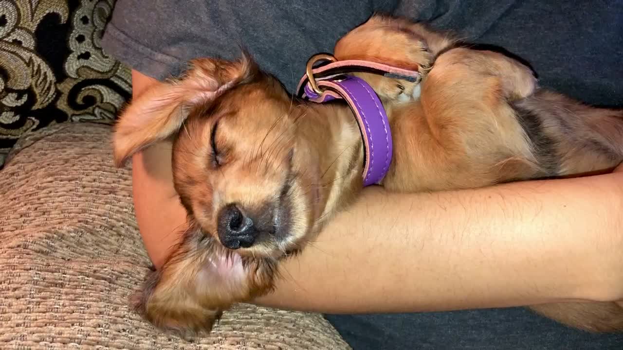 Lucy asleep in our arms