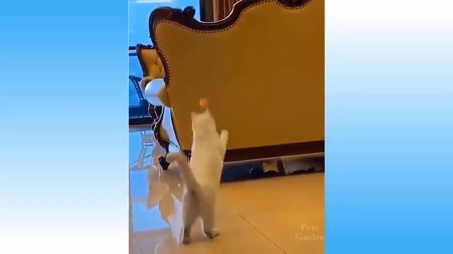 Latest viral video of funny cats | Latest viral video 2022