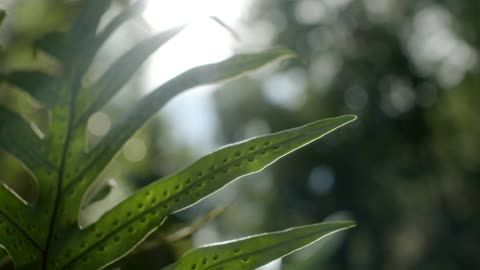 A Big Leaf Of A Plant With Elongated Sides