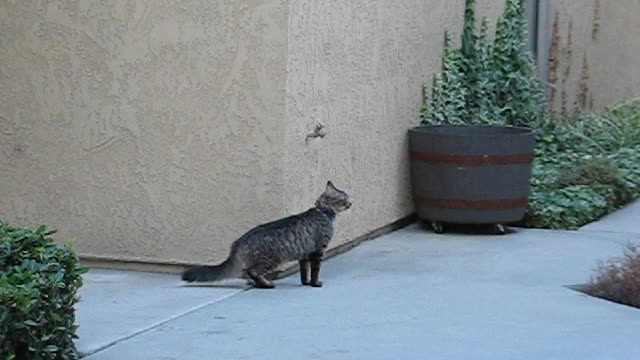 Funny cat climbing into house