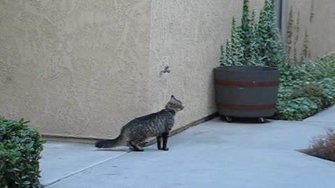 Funny cat climbing into house