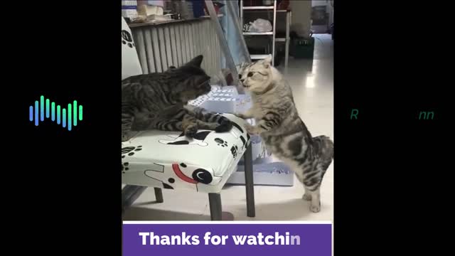 Funny animal videos #1 | 2021 funny videos | Enjoy!