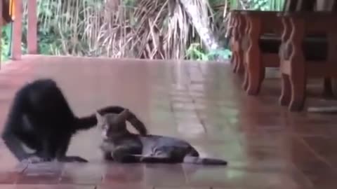 cat kiss the chimpanzies