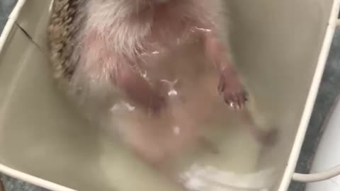 🎶Splish splash I was takin' a bath! 🎶🦔💕 (Via - Giovanna C.)