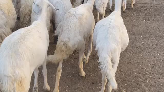 Goats in ksa