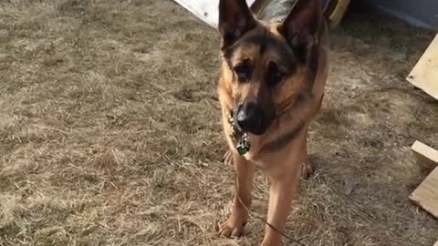 Collab copyright protection - german shepherd orange frisbee catch