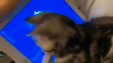 Dog Video
