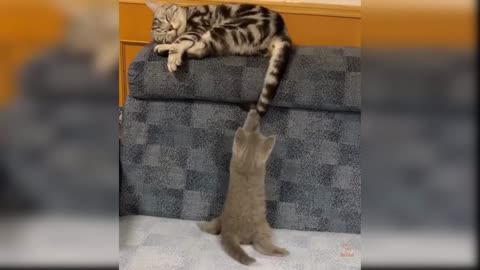 Cute animals