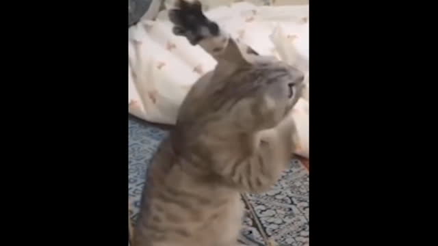 Funny Cat & Cute Videos Compilation #1 | Daily Funny Plox