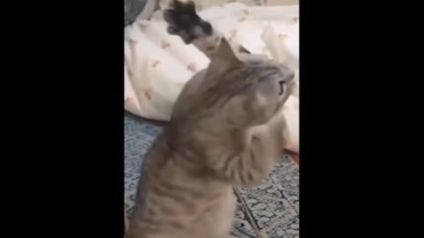 Funny Cat & Cute Videos Compilation #1 | Daily Funny Plox
