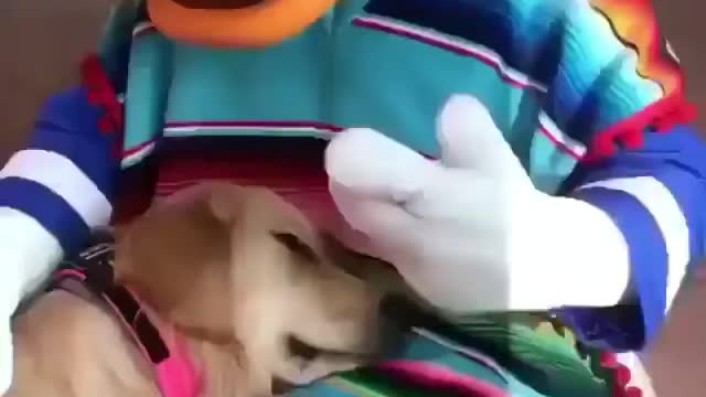 Sleeping dog at Disney