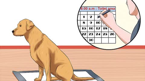 How to use Puppy Pads and Outdoor Potty Training!