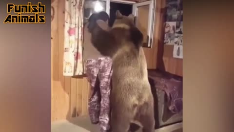 Bears and people can also be good friends