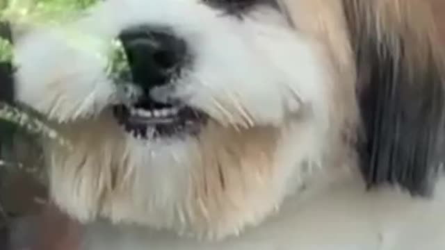 happy dog โโin the beauty salon ๐ถ๐ถ๐ถ๐ถ๐ถ๐ถ๐ถ๐ถ๐ถ๐ถ
