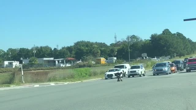 Mans Runs Into Traffic to Save Endangered Tortoise