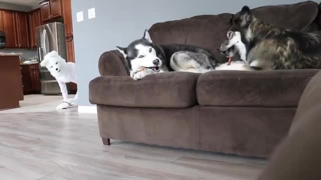 Husky Pranked By Wolf Mask