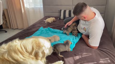 Golden retriever meets puppies for the first time