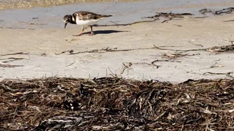 Cute little plovers?