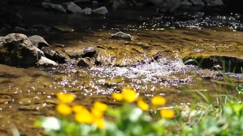 A Flowing Brook - Refreshing and Relaxing Music