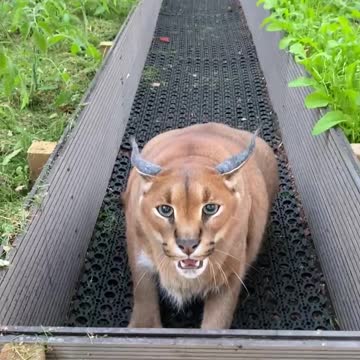 Pumba is not letting me water the plants😈