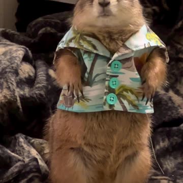 Chester🥰🥰🥰So cute 😍😍😍