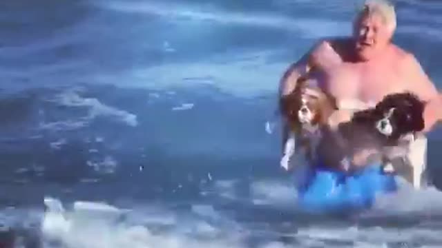 Man carries two dogs out into the ocean, dogs swim back to shore