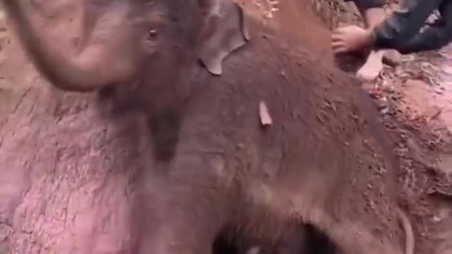 Playing With Small Baby Elephant 🐘