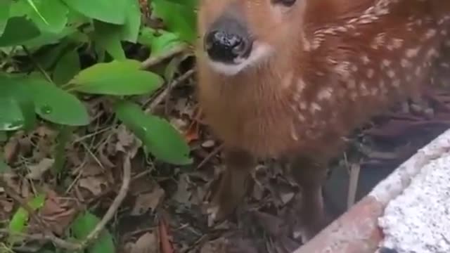 Cute Baby Deer love.