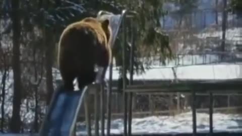 Bear Slides Backwards