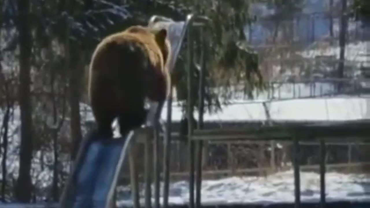 Bear Slides Backwards