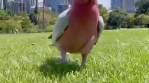Guess it's a chicken or a bird