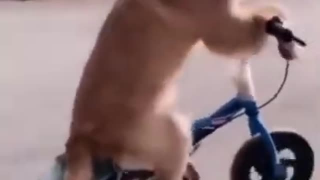 Top Funny Cute Dog Videos #shorts #