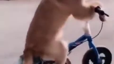 Top Funny Cute Dog Videos #shorts #
