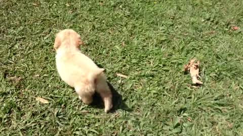 Los perritos mas tiernos