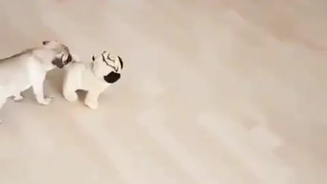 Funny video
