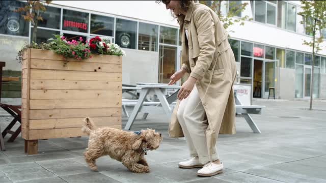 Dog Jumping Towards Her Master